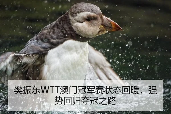 樊振东WTT澳门冠军赛状态回暖，强势回归夺冠之路