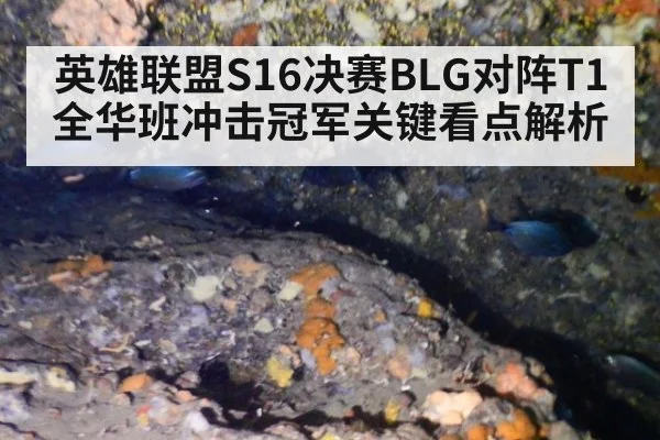 英雄联盟S16决赛BLG对阵T1全华班冲击冠军关键看点解析